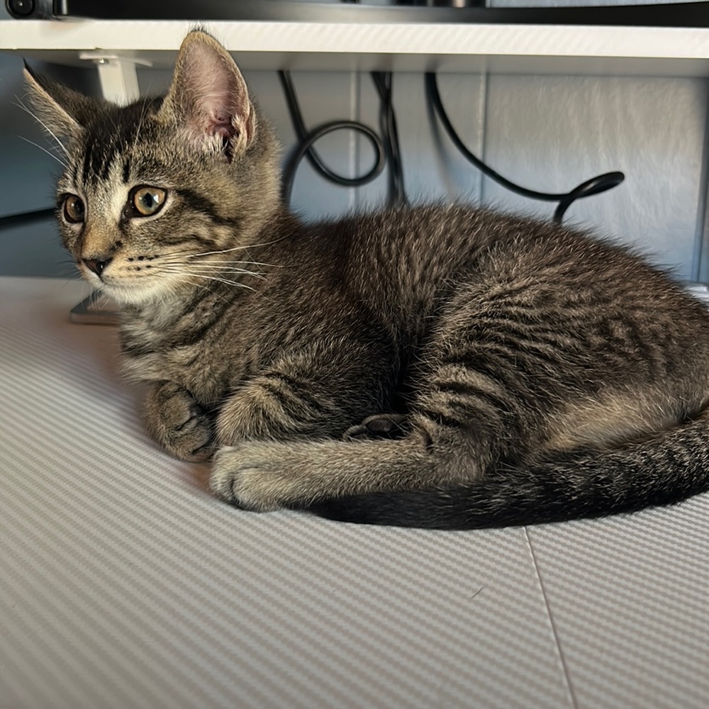 Meet your Posher, Julia